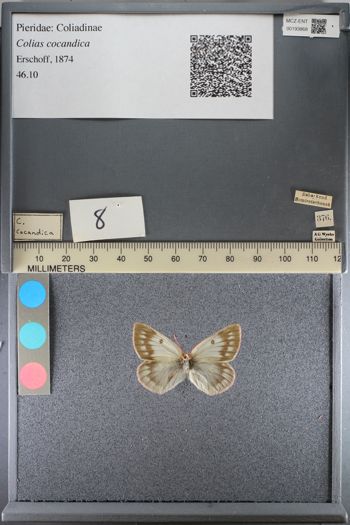 Media type: image;   Entomology 193868